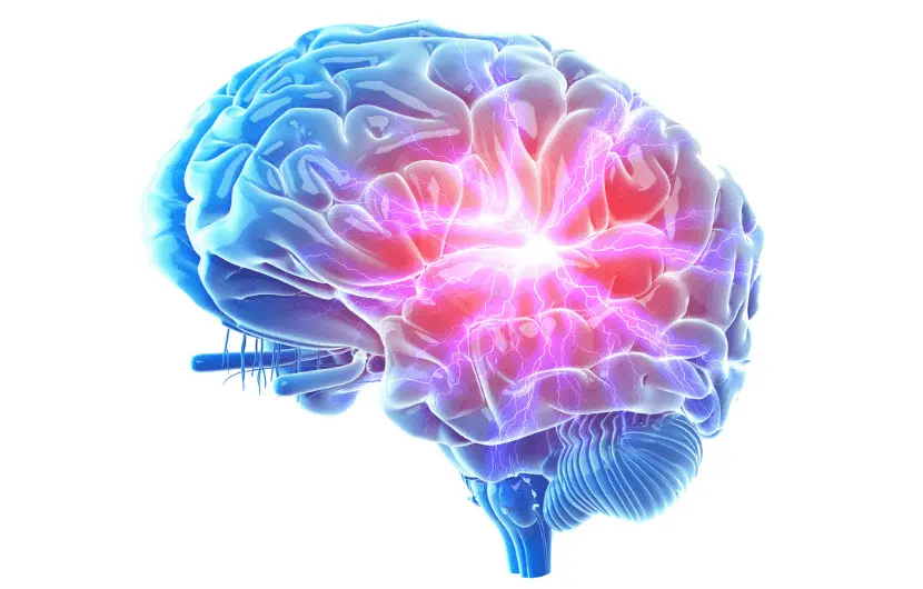 Human's brain