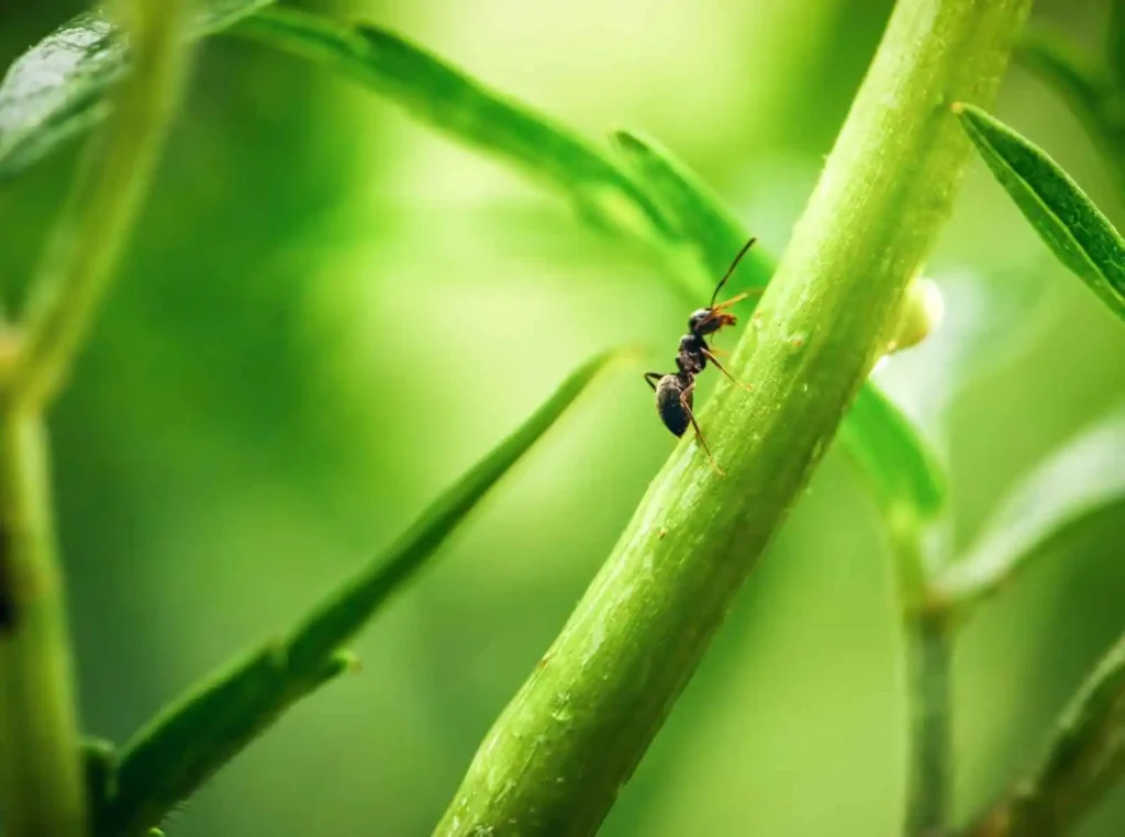 Ant walking on green plant stem in a garden