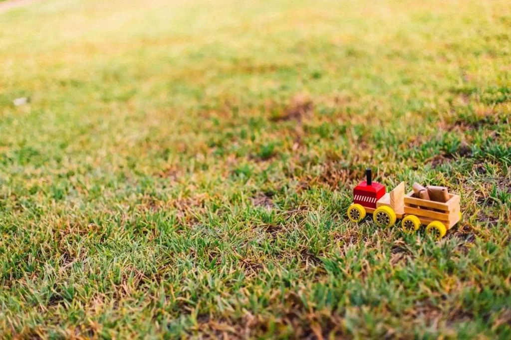 Poorly maintained lawn