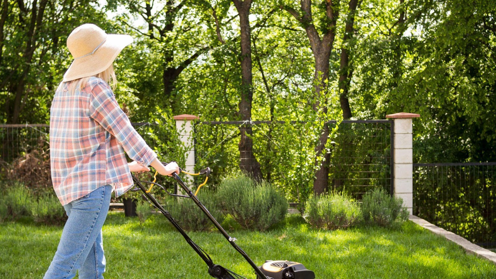 Common Lawn Problems