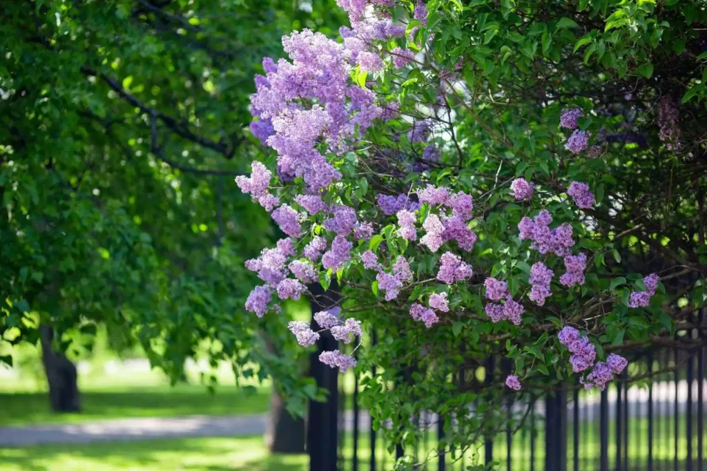 Blooming lilac growing 