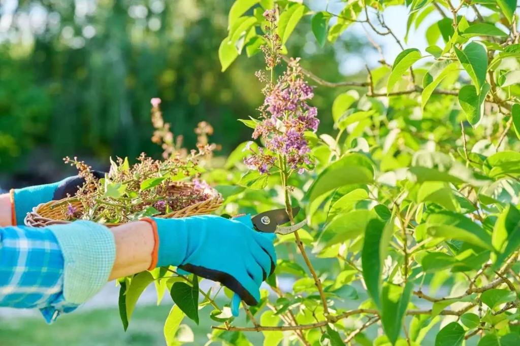  woman with pruner cutting dried flowers  