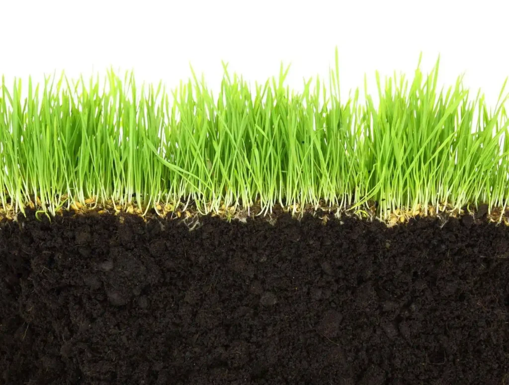 showing Cross-section of soil and grass