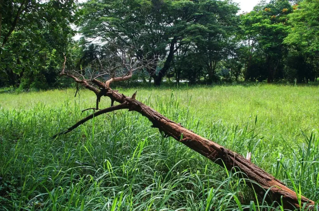 Describing Dead tree in a garden with an overgrown bushes 