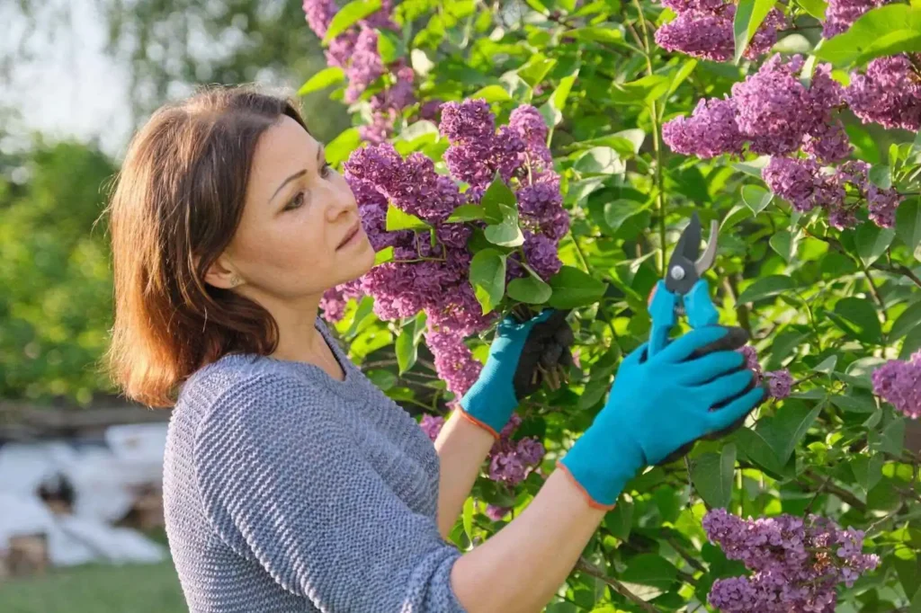 Female gardener cutting lilac branches  