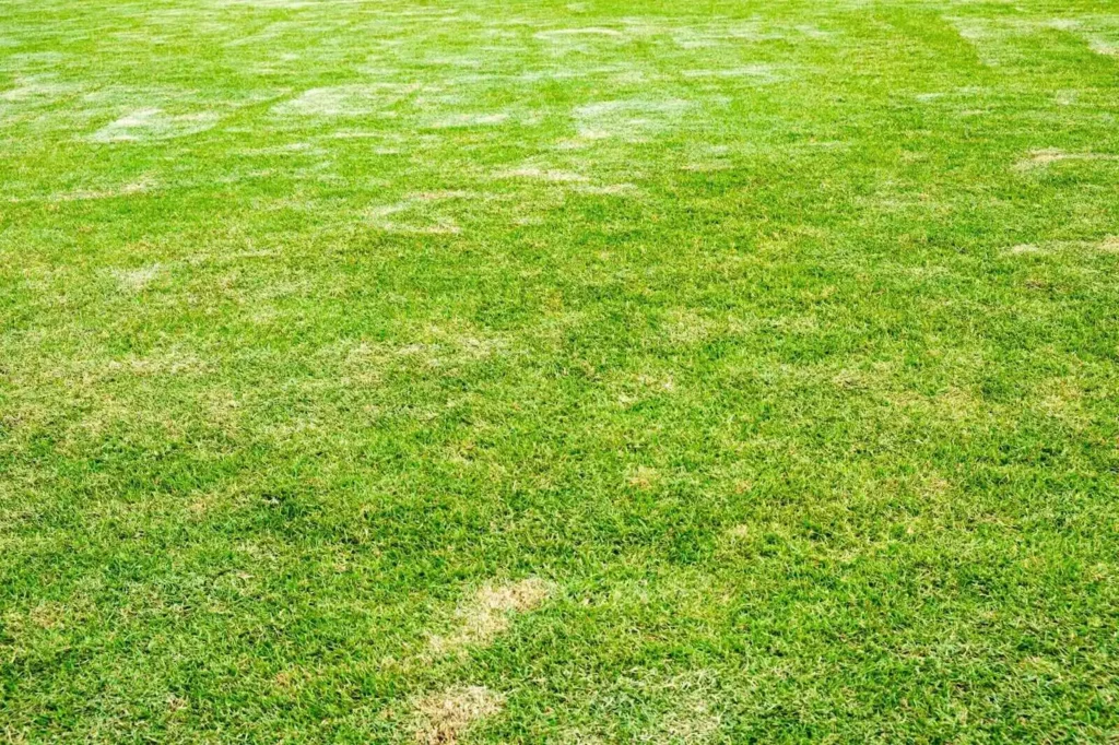 Showing lawn thin patches.
