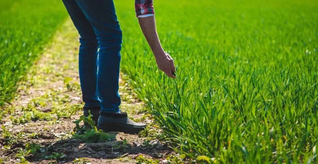 Describes Man checks how lawn grass grows  