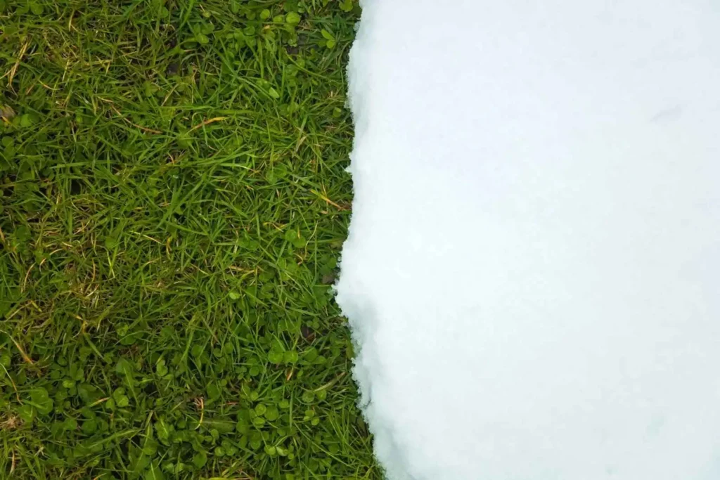 showing Melting snow on green grass.  