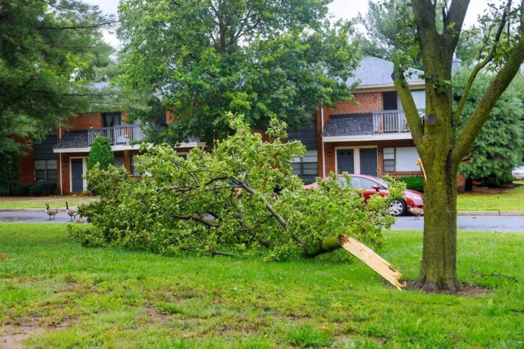 Describing Tree branch fall