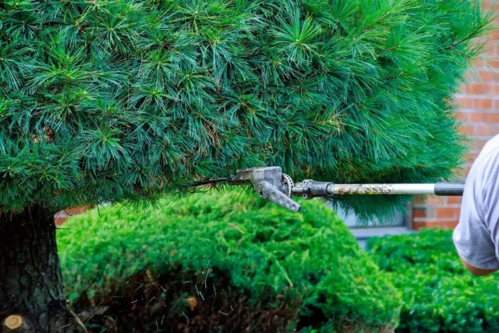Showing Trimming hedges in backyard