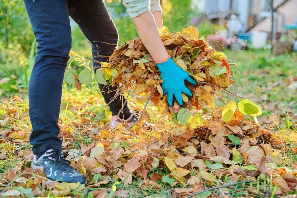 woman’s hand with bunch of leaves  
