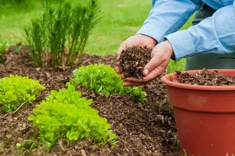 Best Time to Mulch Your Home Garden in Mississauga