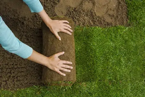 guide on Laying sod for new garden lawn
