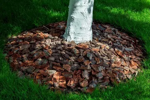Mulch from the bark of trees around a young tree
