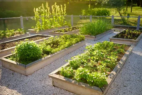 beautiful Raised garden beds with plants