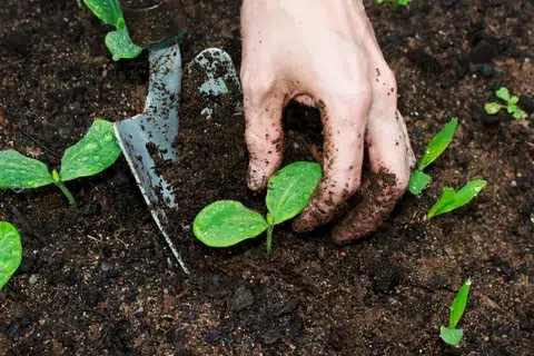 Young green plants grow in a garden