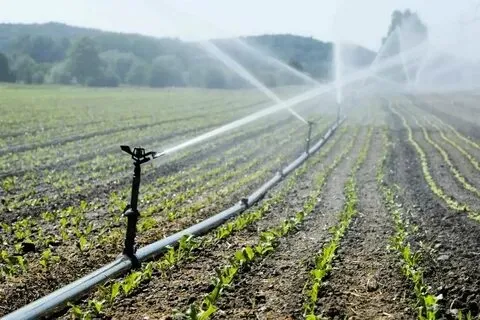 Budget-Friendly Watering and Irrigation