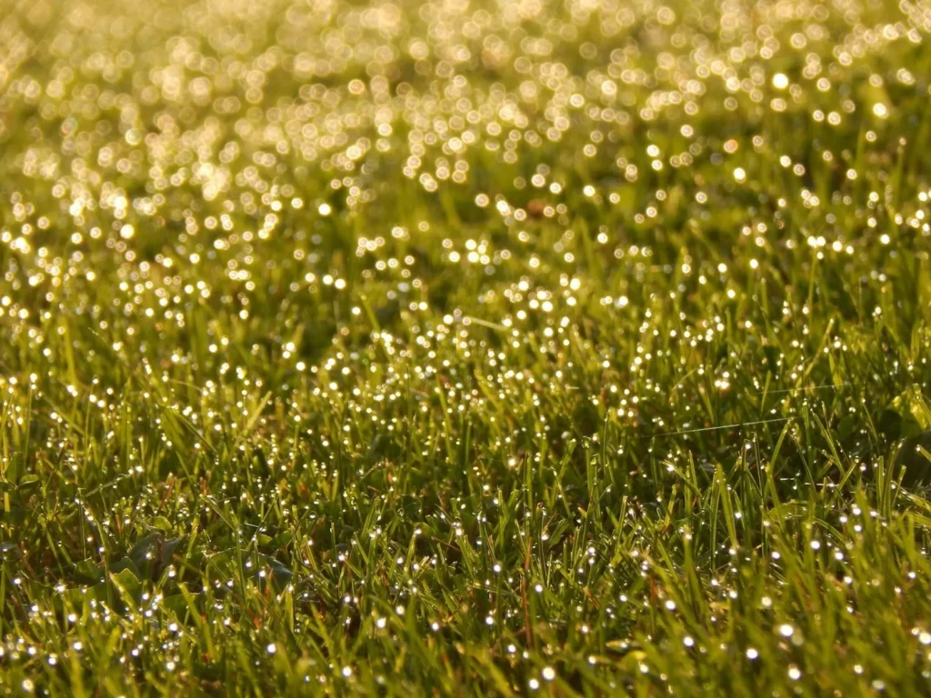 Read General Lawn Care Principles in Hamilton