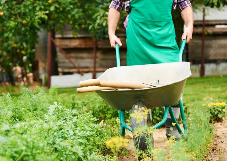 How to Maintain a Healthy Lawn?