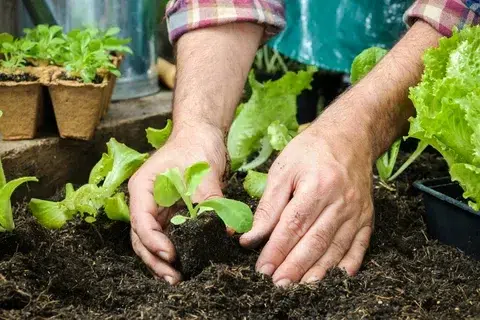 Guide on how to Lay Mulch Over Weeds In Mississauga