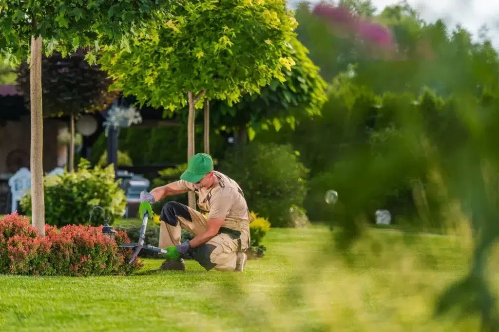 Professional Gardener Trimming Flowering Shrub