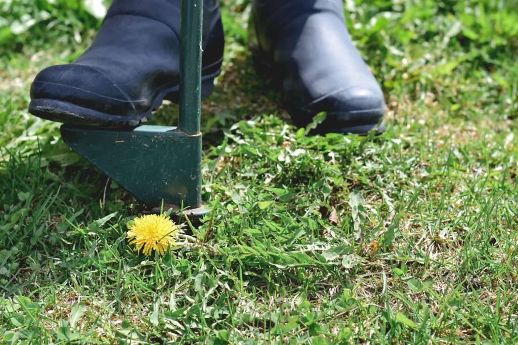 Guide on What Kills Weeds But Not Grass In Canada