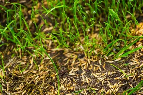 Grass Seeding