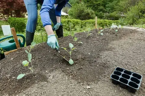 Preparation of your garden