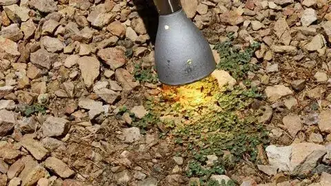weed invasion