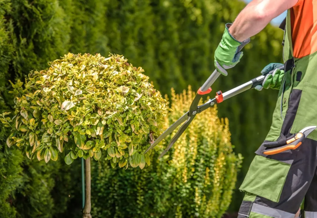 Garden Trees Shaping by Caucasian Gardener