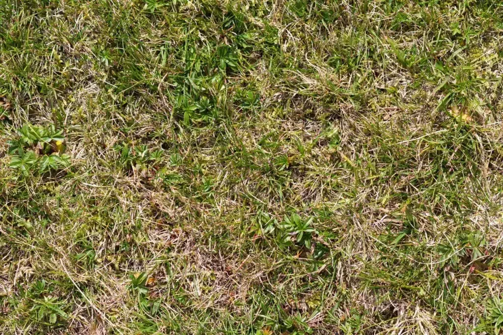 Apply Fall Fertilizer In Canada  