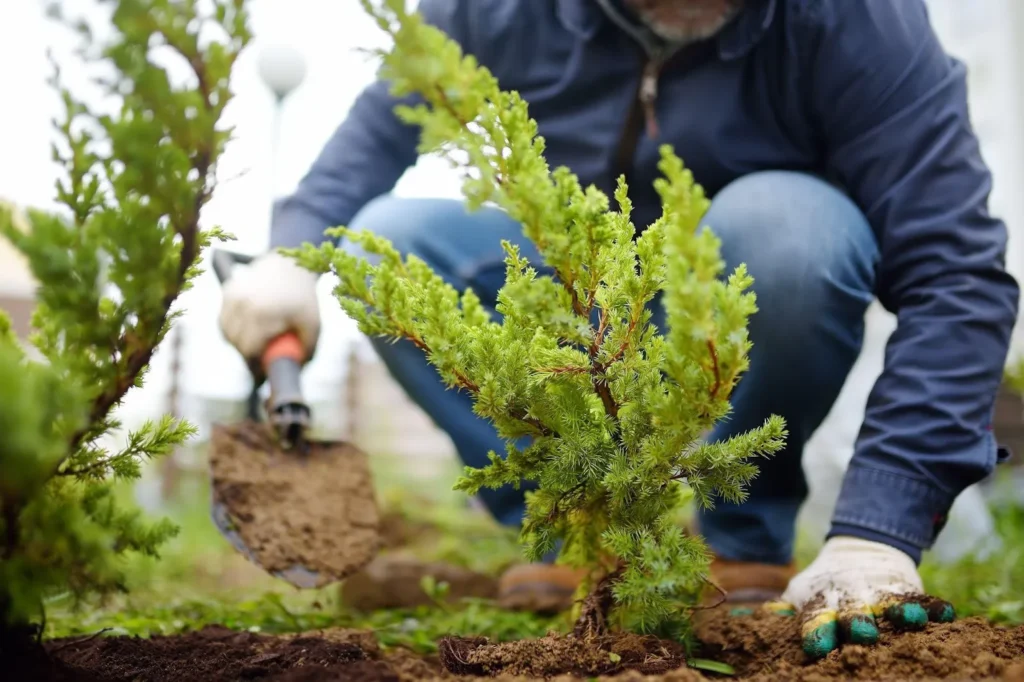 Factors to Consider When Choosing Trees For Fall Planting